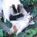 ::cattos100::