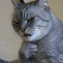 ::cattos101::