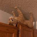 ::cattos33::