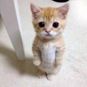 ::cattos38::