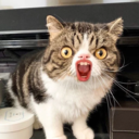 ::cattos65::