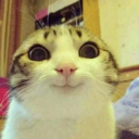 ::cattos87::