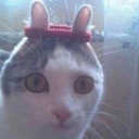 ::cattos95::