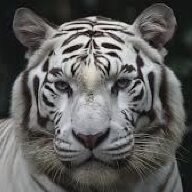 Jessie_Clinton